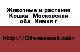 Животные и растения Кошки. Московская обл.,Химки г.